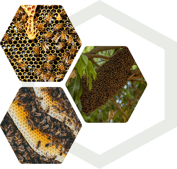 A green background with three different pictures of bees.