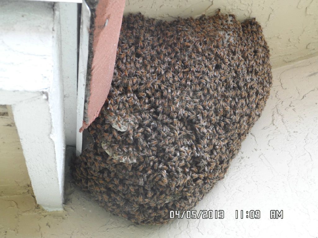A large amount of bees are in the corner of a room.