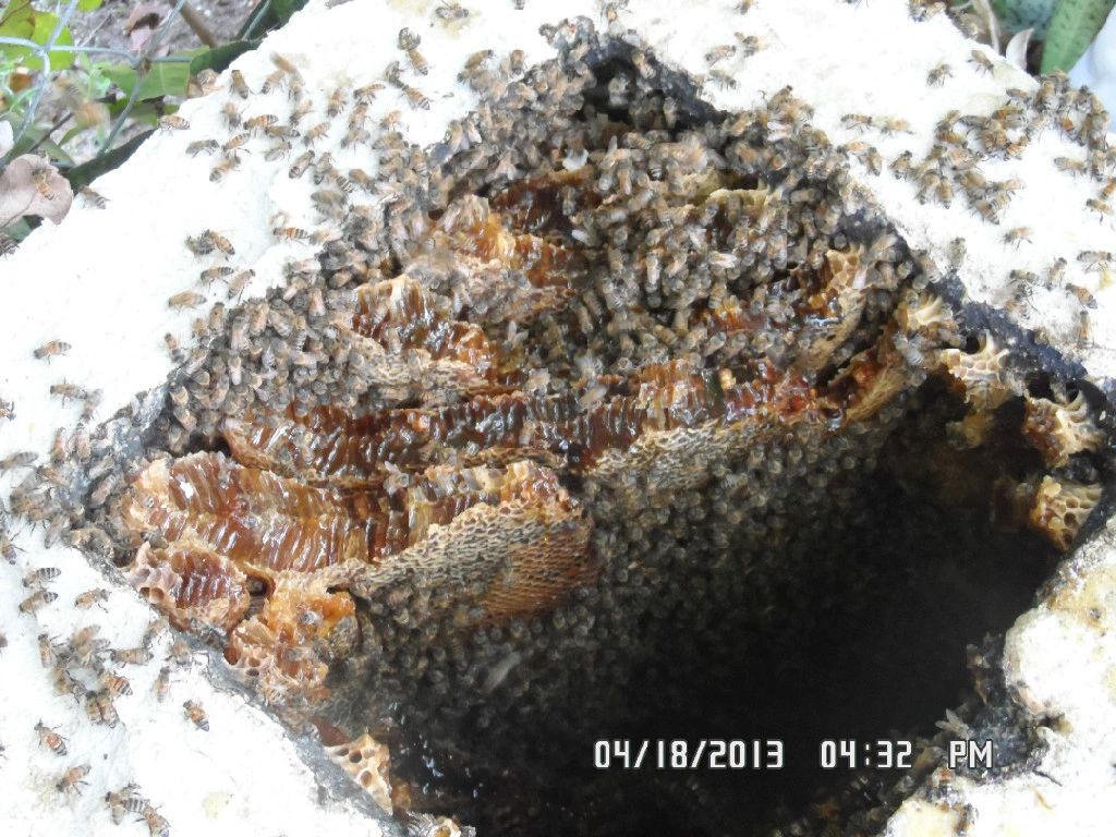 A close up of bees on the inside of a bee hive.