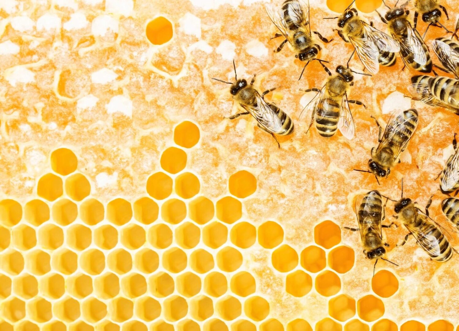 A close up of bees on honeycomb