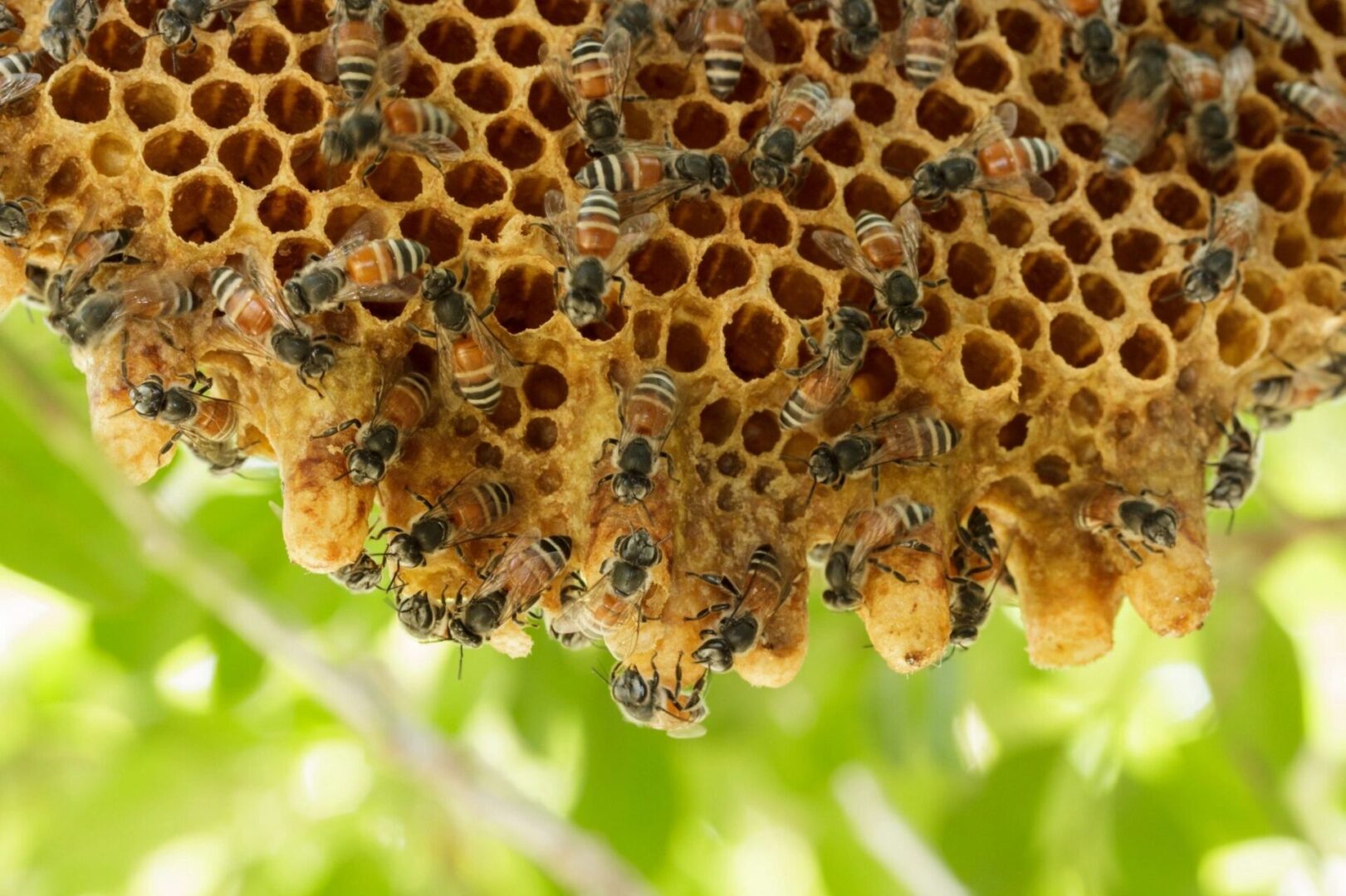 A close up of bees on a honeycomb