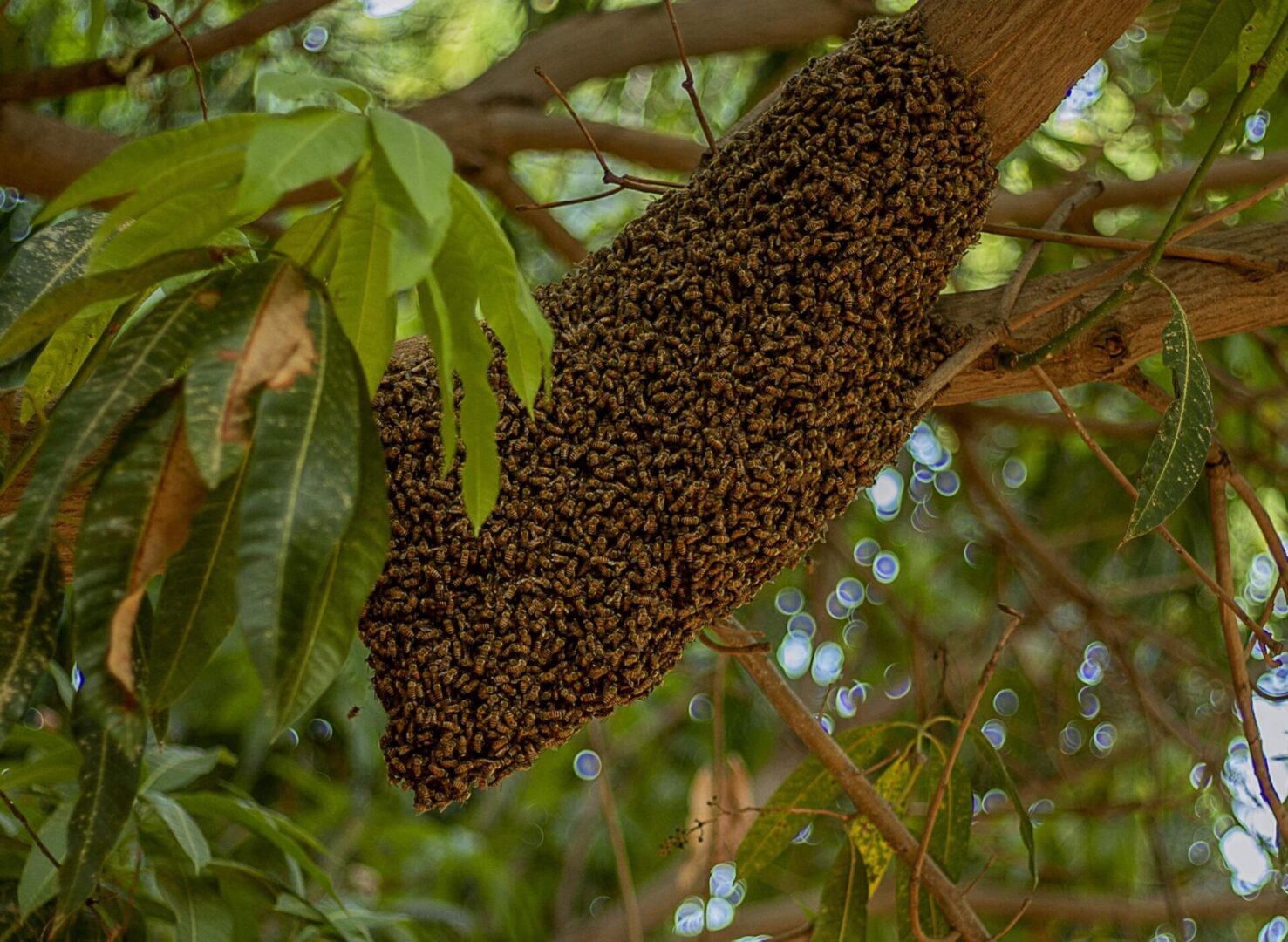A swarm of bees hanging from the side of a tree.