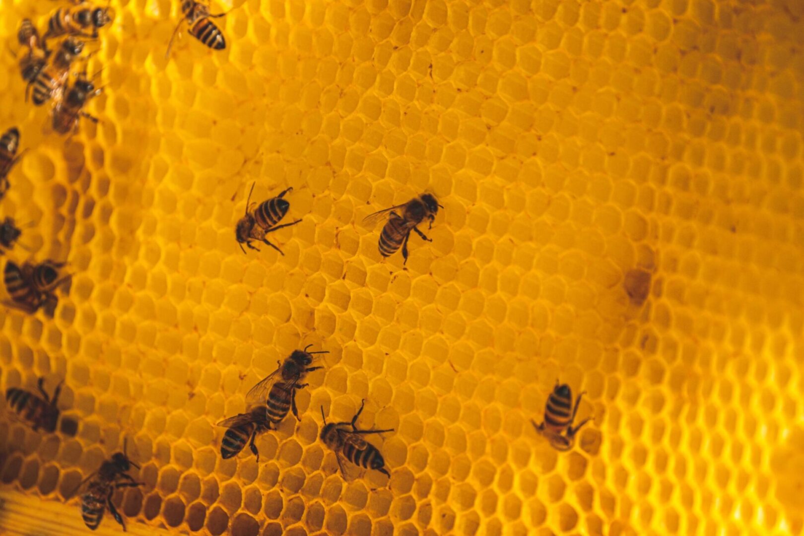 A group of bees on top of a honeycomb.