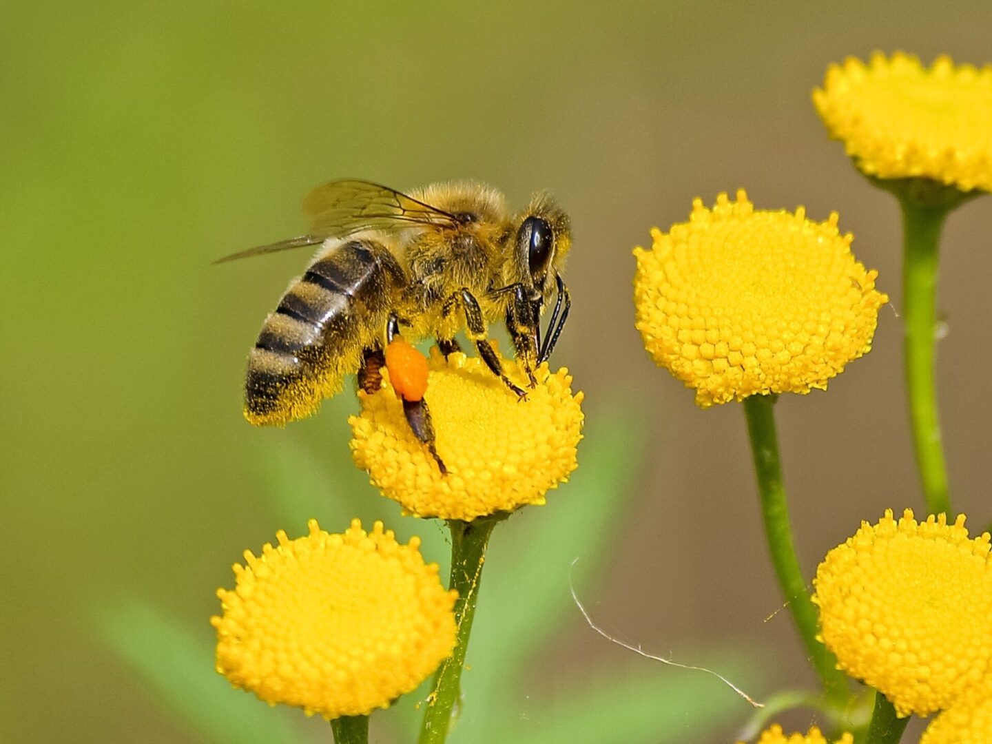 A bee is flying around yellow flowers.