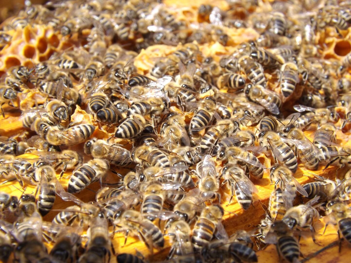 A close up of many bees on the ground