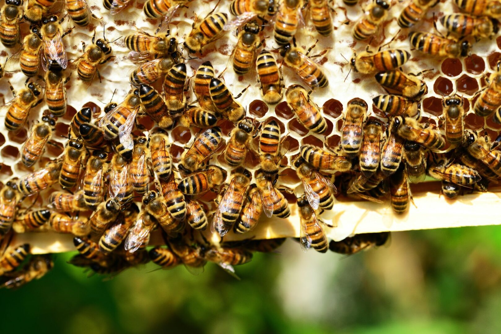 A close up of bees on a honeycomb
