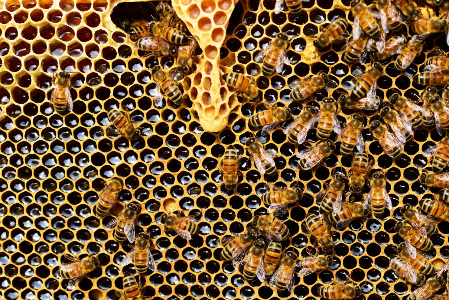A close up of bees on honeycomb with one bee in the middle.
